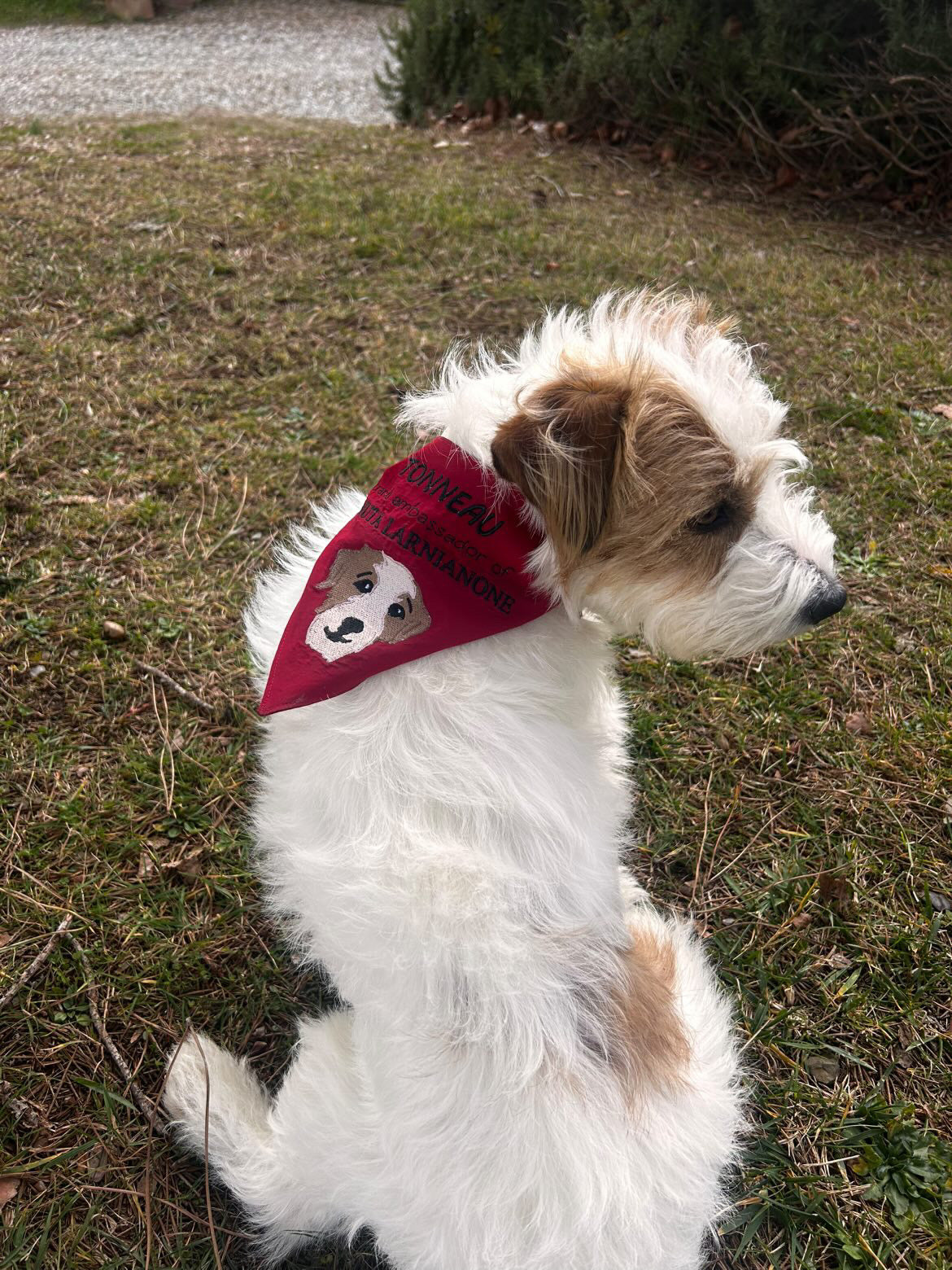 Bandana cane🐾